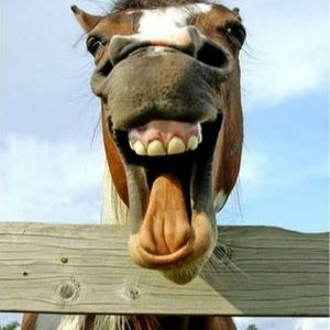 Meet your Posher, Bart and lori